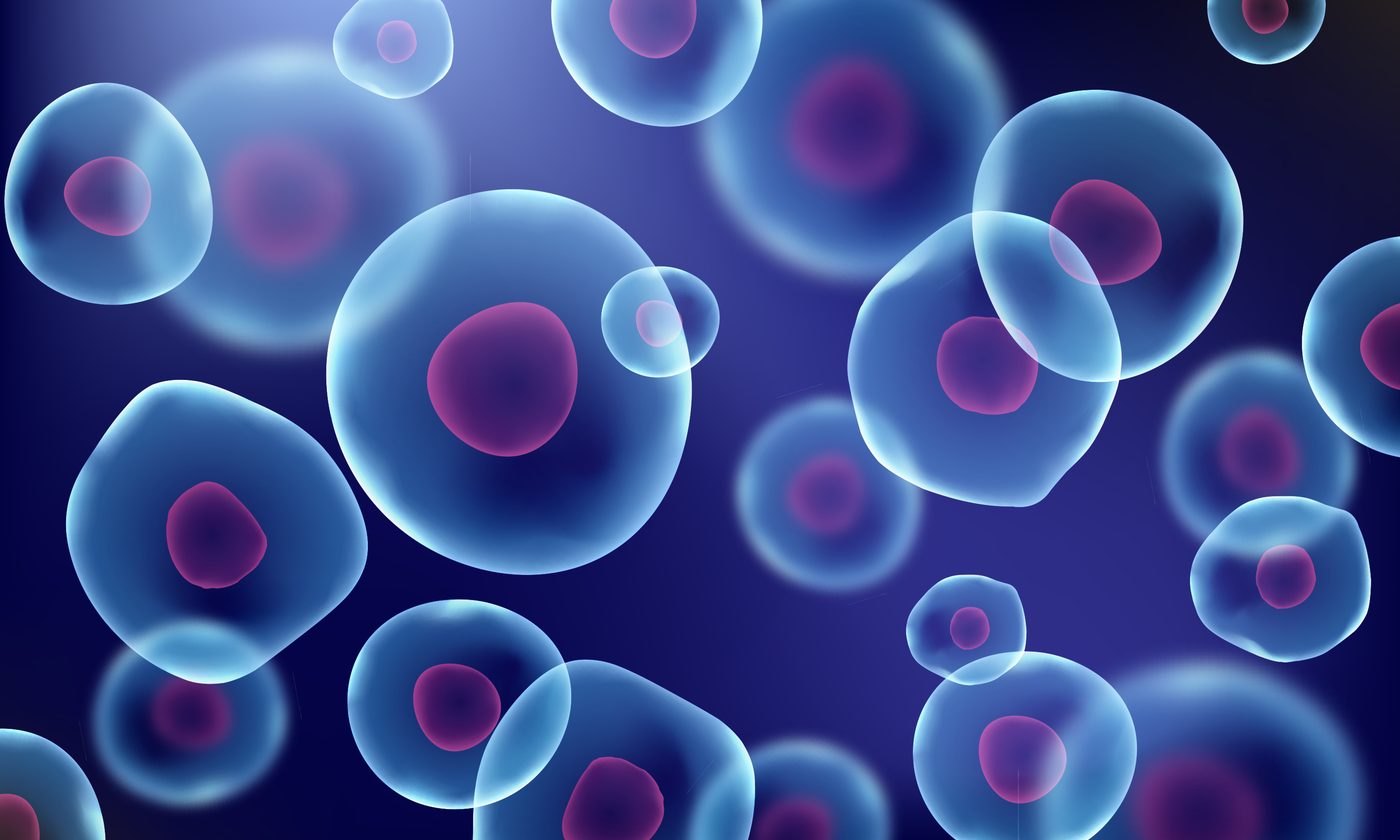 Illustration de la différenciation des cellules souches – chirurgie esthétique Dr Smarrito