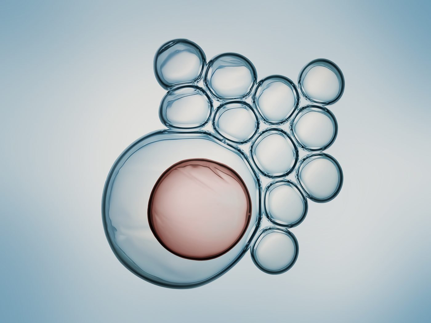 Illustration des origines des cellules souches mésenchymateuses – chirurgie esthétique Dr Smarrito