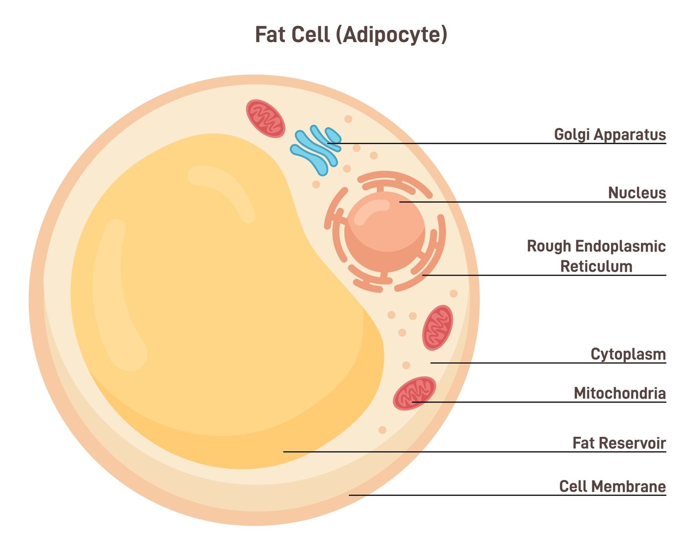 Cellule graisseuse, adipocyte – Face Up, chirurgie esthétique et médecine régénérative du Dr Smarrito