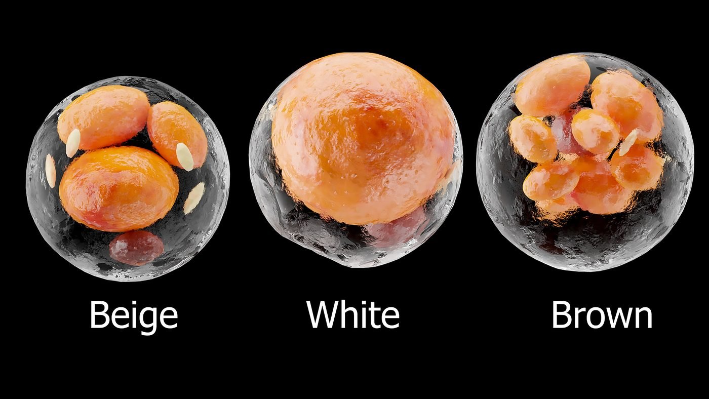 Illustration des cellules du tissu graisseux, nanofat – chirurgie esthétique Dr Smarrito
