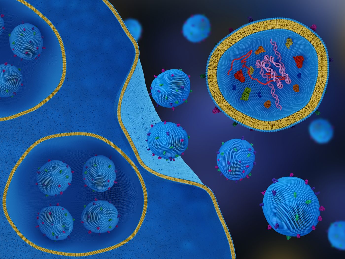 Cellule libérant des exosomes – Skin Reverse, chirurgie esthétique et médecine régénérative du Dr Smarrito