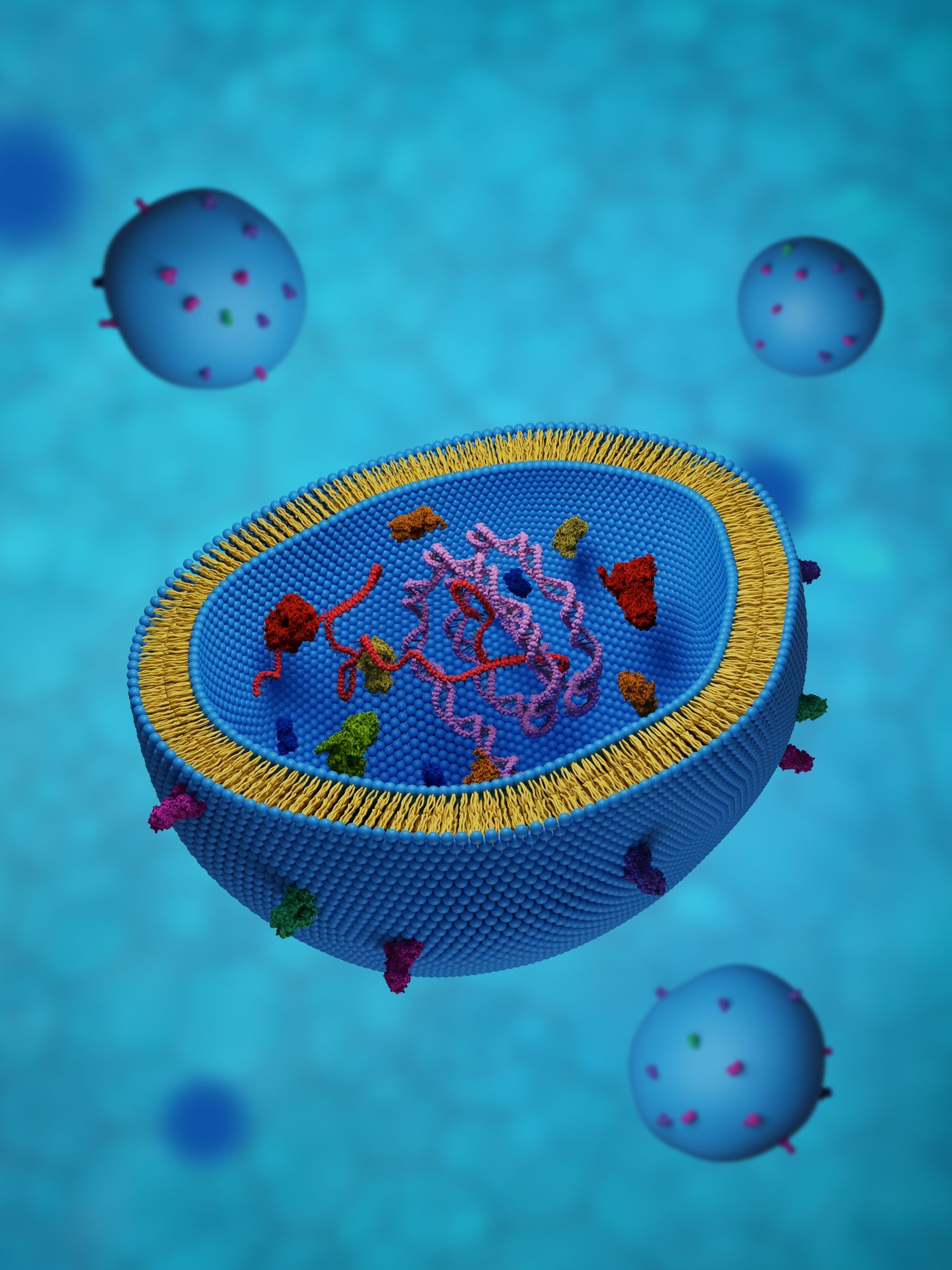 Coupe d'un exosome – Skin Reverse, chirurgie esthétique et médecine régénérative du Dr Smarrito